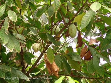 2010 Cuba, Chivirico - Baracoa, DSC09967b_B740